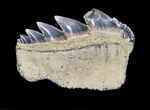 Fossil Cow Shark (Notorynchus) Tooth - Maryland #31050-1
